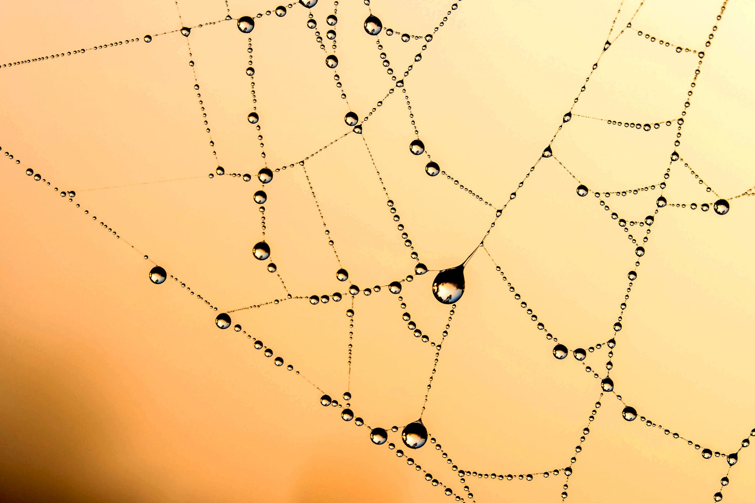ein Spinnenweben